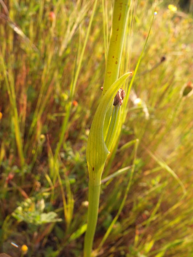 Ophrys 2